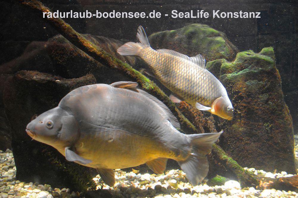 Radurlaub am Bodensee - Sealife in Konstanz