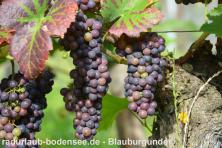 Wein am Bodensee